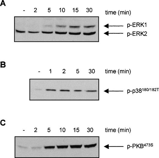 Fig. 3. Effect of interleukin 3 (IL-3) stimulation on the phosphorylation of ERK1/2, p38 MAPK, and protein kinase B (PKB) in Ba/F3 cells. / Cytokine-starved Ba/F3 cells were stimulated with IL-3 for the indicated time. After stimulation, cells (0.2 × 106per sample) were washed with ice-cold phosphate-buffered saline, lyzed in lysis buffer, and heated for 5 minutes after addition of 5x sample buffer. Phosphorylation of ERK1/2 (A), p38 MAPK (B), and PKB (C) was detected, using polyclonal anti-phospho-ERK1/2, anti-phospho-p38, or anti-phospho-PKB antiserum for Western blotting.