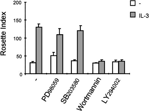 Fig. 4. Interleukin 3 (IL-3)-induced immunoglobulin A (IgA) binding is inhibited by the phosphatidylinositol 3-kinase (PI3K) inhibitors, wortmannin and LY294002. / Cytokine-starved Ba/F3_FcαR cells were pretreated for 15 minutes at 37°C with buffer, 50 μmol/L MEK inhibitor PD98059, 1 μmol/L p38 MAPK inhibitor SB203580, 20 nmol/L wortmannin, or 1 μmol/L LY294002, and subsequently stimulated at 37°C with buffer (white bars) or IL-3 (1:1000; gray bars) for 15 minutes. Binding of IgA beads to these cells was measured, and results are expressed as rosette index (number of beads/100 cells) and as means ± SE (n = 3).