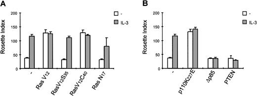 Fig. 5. Activation of phosphatidylinositol 3-kinase (PI3K) is critical for interleukin 3 (IL-3)-mediated immunoglobulin A (IgA) binding. / IgA-binding studies were performed with Ba/F3_FcαR cells, co-expressing p21ras mutants (RasV12, V12S35, V12C40, or N17) (A), PI3K mutants (p110K227E or ▵p85) or active PTEN (B). Cells were cytokine-starved for 4 hours and treated with buffer (white bars) or IL-3 (1:1000; gray bars) for 15 minutes. Binding of IgA beads to the cells was measured, and results are expressed as rosette index (number of beads/100 cells) and as means ± SE (n = 4). (C) Cytokine-starved Ba/F3 stable cell lines were stimulated with or without IL-3 for 15 minutes. After stimulation, cells (0.2 × 106 per sample) were washed with ice-cold phosphate-buffered saline, lyzed in lysis buffer, and heated for 5 minutes after addition of 5x sample buffer. Phosphorylation STAT5 was detected, using polyclonal anti-phospho-STAT5 (Tyr694) antiserum for Western blotting.