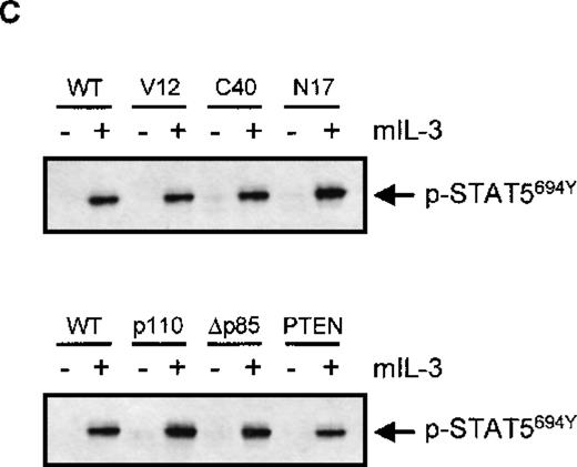 Fig. 5. Activation of phosphatidylinositol 3-kinase (PI3K) is critical for interleukin 3 (IL-3)-mediated immunoglobulin A (IgA) binding. / IgA-binding studies were performed with Ba/F3_FcαR cells, co-expressing p21ras mutants (RasV12, V12S35, V12C40, or N17) (A), PI3K mutants (p110K227E or ▵p85) or active PTEN (B). Cells were cytokine-starved for 4 hours and treated with buffer (white bars) or IL-3 (1:1000; gray bars) for 15 minutes. Binding of IgA beads to the cells was measured, and results are expressed as rosette index (number of beads/100 cells) and as means ± SE (n = 4). (C) Cytokine-starved Ba/F3 stable cell lines were stimulated with or without IL-3 for 15 minutes. After stimulation, cells (0.2 × 106 per sample) were washed with ice-cold phosphate-buffered saline, lyzed in lysis buffer, and heated for 5 minutes after addition of 5x sample buffer. Phosphorylation STAT5 was detected, using polyclonal anti-phospho-STAT5 (Tyr694) antiserum for Western blotting.