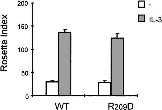 Fig. 7. Interleukin 3 (IL-3)-induced FcαR activation is independent of association with the Fc-receptor (FcR) γ chain. / The effect of cytokine stimulation on immunoglobulin A (IgA) binding was investigated in Ba/F3 cells expressing the FcαR_R209D mutant, which is unable to interact with the FcRγ chain. Cells were cytokine-starved for 4 hours and treated for 15 minutes with IL-3 (gray bars) or left untreated (white bars), and subsequently IgA-binding assays were performed. Binding of IgA beads was scored under a microscope, and results are expressed as rosette index (number of beads/100 cells) and as means ± SE (n = 3).
