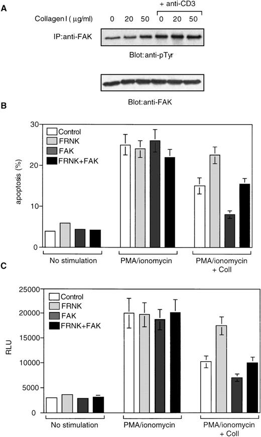 Fig. 8. FAK is phosphorylated in response to 2β1 ligation and mediates 2β1-induced inhibition of AICD and Fas-L expression. / (A) The cells were stimulated or not with collagen I at 20 and 50 μg/mL either alone or in combination with 20 μg/mL of soluble anti-CD3 for 10 minutes. The cells were washed and lysed and subjected to immunoprecipitation with anti-FAK antibodies. The immunoprecipitates were analyzed by immunoblotting with anti-phosphotyrosine antibodies (top panel) and with antibodies against FAK (lower panel). (B) Jurkat cells were cotransfected with a plasmid encoding the dominant-negative form of FAK (FRNK), wild-type form of FAK (FAK), combination of FRNK- and FAK-encoding plasmids, or a control plasmid, together with a plasmid encoding GFP as described in “Materials and methods.” Viable cells were recovered 48 hours later by Ficoll gradient and stimulated with or without PMA and ionomycin in the presence or absence of 50 μg/mL collagen I for 24 hours. The cells were then washed and propidium iodide was added for 15 minutes on ice, and apoptosis was analyzed by FACScan®. The analysis was carried out on the double positive cell population for propidium iodide and fluorescent GFP. (C) Jurkat cells were cotransfected with plasmids encoding FRNK, FAK, Fas-L promoter reporter construct, and β-galactosidase. After 48 hours, the cells were washed and treated with the various stimuli as in (B) and luciferase activity (RLU) was determined after 18 hours.