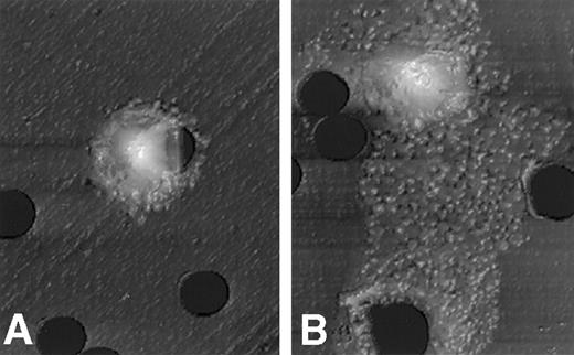 Fig. 2. Atomic force microscopic features of PMCs stimulated with NGF. / A morphologic change of PMCs was examined after incubation for 3 hours with assay medium (A) or 50 ng/mL NGF (B). The mast cell stimulated with NGF reveals a polarized morphology, with membrane extension assuming lamellipodia. Scale: 1 cm = 7.7 μm.