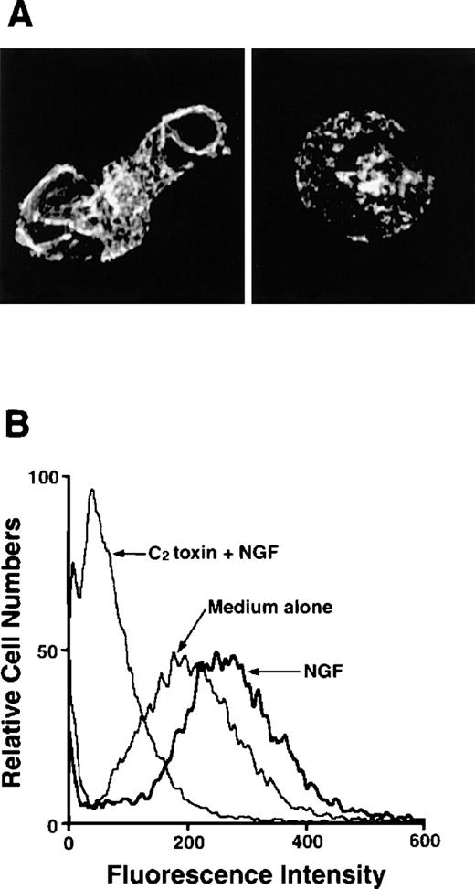 Fig. 3. Detection of F-actin in NGF-stimulated PMCs with or without pretreatment with C botulinum C2 toxin. / (A) PMCs were allowed to migrate toward 50 ng/mL NGF for 1 hour following pretreatment with (right panel) or without (left panel) 300 ng/mL C botulinum C2 toxin for 2 hours. PMCs were fixed, permeabilized, and stained with Oregon Green 488-phalloidin. F-actin was visualized using a confocal laser scanning microscope (objective × 2000). The mast cell stimulated with NGF shows increased fluorescent intensity that is concentrated in lamellipodia and other submembranous sites (left panel). In contrast, the mast cell pretreated with C botulinum C2 toxin before the addition of NGF is rounded and shows a very weak, positive reaction for F-actin (right panel). (B) PMCs were treated with 50 ng/mL NGF for 2 hours following pretreatment with or without 300 ng/mL C botulinum C2 toxin for 2 hours and then analyzed by flow cytometric assay.