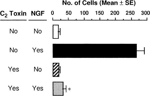 Fig. 4. Neutralization of NGF-induced chemotaxis by C botulinum C2 toxin. / PMCs were allowed to migrate toward 50 ng/mL NGF for 3 hours following pretreatment with or without 300 ng/mL C botulinumC2 toxin for 2 hours. Data were obtained from 4-5 separate experiments. *P < .001, when compared with NGF alone.