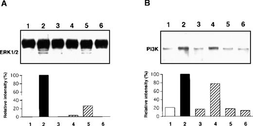 Fig. 6. Immunoblot analysis of MAPK/ERK 1/2 (A) and PI3K (B) phosphorylation. / PMCs were treated with 50 ng/mL NGF (lanes 2, 3, 4, 5, and 6) or medium alone (lane 1) for 30 minutes (A) or 5 minutes (B) after pretreatment with 50 ng/mL K-252a (lane 3), 100 μmol/L PD98 059 (lane 4), 50 μmol/L LY294 002 (lane 5), or 100 μmol/L PD98 059 and 50 μmol/L LY294 002 (lane 6) inhibitors or assay medium (lane 2) for 1 hour. The phosphorylated protein products were visualized, and their relative intensity was determined. Data are representative of 5 separate experiments.