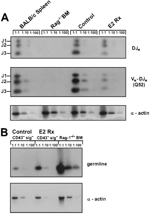 Fig. 2. Estrogen treatment reduces Ig gene rearrangements in bone marrow. / (A) DNA samples representing equivalent numbers of bone marrow lymphocytes from control and E2-treated mice were evaluated for DH-JH and VH-DJH gene rearrangements by PCR and specific products were labeled with respect to rearrangements to J1, J2, or J3. DH-JHrearrangements were detected with a primer that recognizes 9 of 10 known D minigenes and a J3 primer.24VH-DJH rearrangements were detected using primers specific for the Q52 V region family and a J3 primer.324 Genomic DNA was serially diluted 1:1,1:10,1:100 for semiquantative analysis and 25 cycles of amplification was performed. Alpha actin was used as a control for genome representation. Densitometry confirmed that equal amounts of DNA were compared. These data are representative of results obtained in 3 independent experiments. (B) CD45R+CD43−sIg− B-lineage precursors in estrogen-treated mice are enriched for cells with germline Ig genes. CD45R+CD43− sIg− cells were sorted from control or estrogen-treated mice. PCR was performed with genomic DNA, using primers that amplify segments normally deleted during Ig gene rearrangement (see “Materials and Methods”). DNA was amplified for 30 cycles and alpha actin was used as a control for genome representation. These data were obtained by pooling cells from 4 control and 4 estrogen-treated mice. RAG-1−/−bone marrow was used as a control for germline DNA. Cells sorted from control and estrogen-treated mice were 99% and 100% pure, respectively, based on postsort analyses.