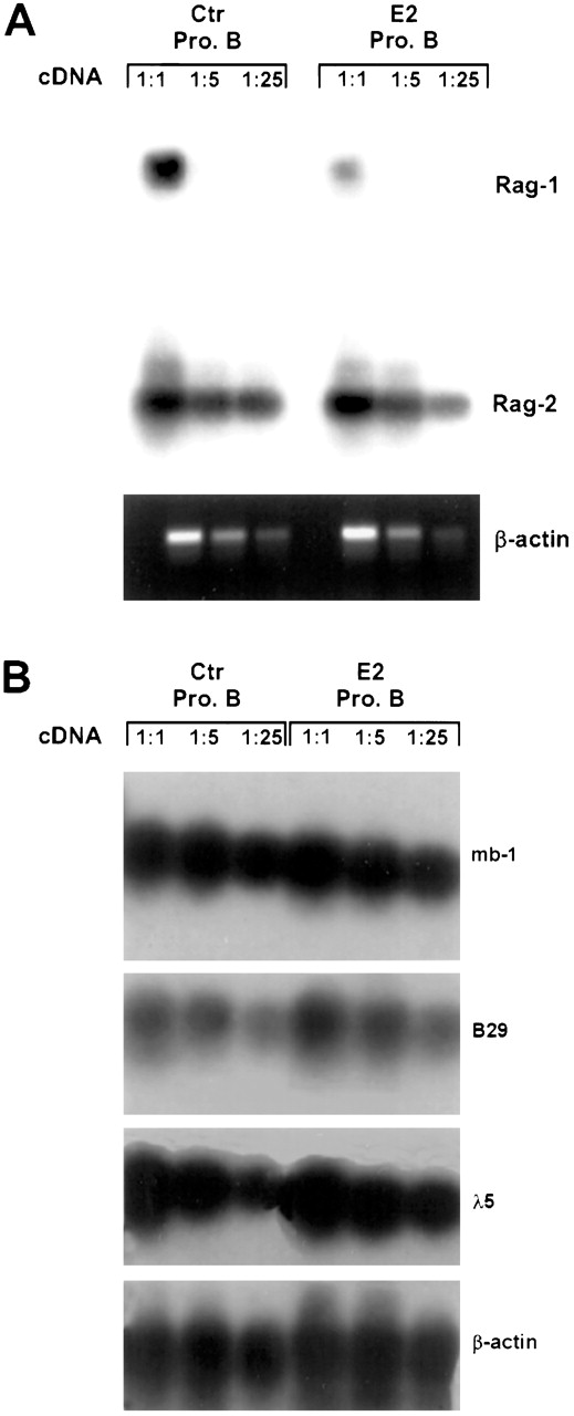 Fig. 3. RAG-1 expression is preferentially suppressed in estrogen-treated mice. / Early pro-B cells (CD45R+CD43+CD24+BP-1−sIgM−) were sorted from control and E2-treated BALB/c mice. Total RNA representing 104 cell equivalents was reverse transcribed into cDNA, followed by RT-PCR using previously published primers. The data represent autoradiographs of PCR products after membrane transfer and hybridization with appropriate32P-labeled probes or ethidium-stained bands. Similar results were obtained in 3 independent experiments.