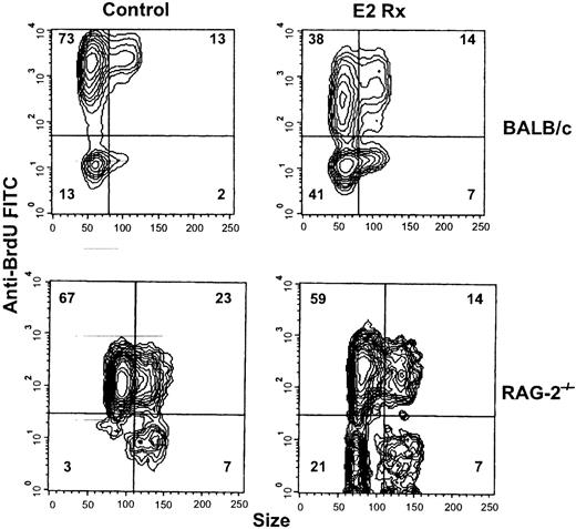 Fig. 6. Estrogen reduces mitotic activity of B cell precursors. / BALB/c and RAG-2−/− mice were given hormone implants and BrdU (1 mg/mL +5% glucose) was administered in the drinking water for the last 3 days of treatment. CD45R+cells were then analyzed with respect to size (forward angle light scatter) versus BrdU uptake. The data are representative of results obtained with 5 control and 8 estrogen-treated BALB/c and 3 control and 3 estrogen-treated RAG-2−/− mice.