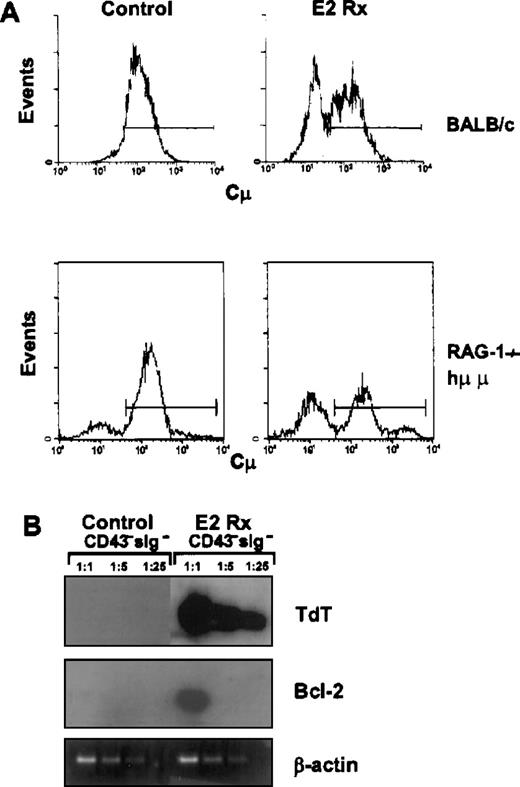 Fig. 7. A normally rare population of B-cell precursors accumulates in estrogen-treated mice. / CD45R+CD43− sIgM− cells from control or E2-treated BALB/c mice were sorted, fixed and made permeable as described in the “Materials and Methods.” The sorted cells were then incubated with an antimouse IgM to detect cμ expression (Panel A). In this example, 40% of the CD43−cells in hormone-treated mice were cμ−compared with 7% in the control animals. Panel B shows a typical RT-PCR analysis of tdt and bcl-2 gene expression in CD45R+CD43− sIgM− cells sorted from control (bone marrow pooled from 3 mice) or E2-treated animals (bone marrow pooled from 5 mice).