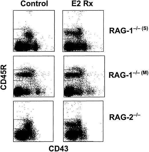 Fig. 8. Normally rare B-lineage cells accumulate in hormone-treated RAG−/− mice. / Mice were treated with E2 for 14 days before bone marrow harvest and analysis by flow cytometry. The boxed regions contain B-cell precursors that accumulate in hormone-treated animals.