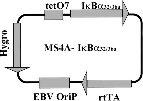 Figure 1. Schematic diagram of the MS4A-IκBα32/36A vector. The different cassettes are indicated in grey boxes: tetO7, tetracycline-responsive elements; IκBα32/36A, c-DNA encoding for IκBα32/36A super-repressor; rtTA, cassette encoding for the doxycycline-responsive factor; EBV–OriP, EBV-OriP sequences; Hygro, cassette encoding for hygromycin resistance.