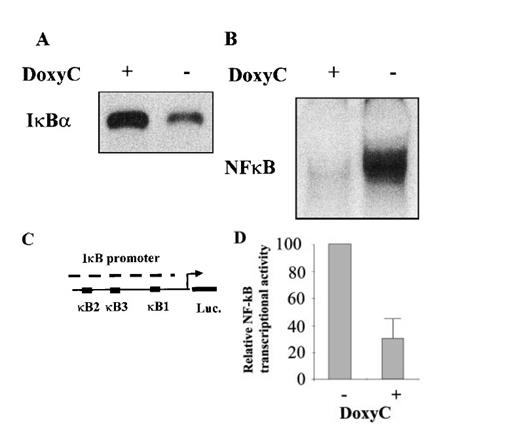 Figure 2. Characterization of the IκBα32/36A inducibility after doxycycline treatment. (A) Western blot detection of IκBα protein in MS4A-IκBα32/36A-transfected cells with (+) or without (−) doxycycline at 2 μg/mL. (B) NF-κB binding activity assessed by EMSA in MS4A-IκBα32/36A-transfected cells with (+) or without (−) doxycycline at 2 μg/mL. (C) Schematic representation of the transcriptional regulatory element of the IκBα promoter with its 3 κB sites in front of the luciferase gene (construct 0.4SK-luc). (D) Relative NF-κB transcriptional activity in MS4A-IκBα32/36A-transfected cells with (+) or without (−) doxycycline at 2 μg/mL. Presented results correspond to the mean of 3 transfection experiments with the 0.4SK-luc construct. Each transfection experiment was conducted in triplicate.