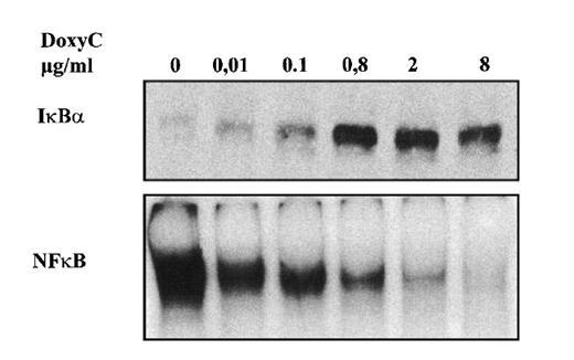 Figure 3. Dose-responsive inducibility of IκBα32/36A by doxycycline. MS4A-IκBα32/36A-transfected cells were treated for 48 hours with various concentrations of doxycycline as indicated. Upper panel: Western blot detection of IκBα. Lower panel: NF-κB-binding activity assessed by EMSA.