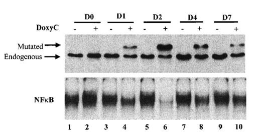 Figure 5. Kinetics of IκBα32/36A inducibility after doxycycline treatment. Cells were (+) or were not (−) treated with doxycycline at 2 μg/mL. Times of protein extraction are indicated at the top of the figure (D0: protein extraction was performed immediately after doxycycline treatment; D1, D2, D4, and D7: protein extraction was performed immediately after 1, 2, 4, and 7 days of doxycycline treatment, respectively). Upper panel: Western blot detection of IκBα after SDS–PAGE with stacking gel; mutated and endogenous IκBα are indicated by the arrow. Lower panel: NF-κB-binding activity assessed by EMSA.