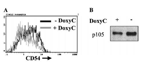 Figure 6. Down-regulation of CD54 and p105 expression after induction of IκBα32/36A. Levels of CD54 membrane expression were assessed by flow cytometry on cells treated (+ DoxyC) or not (− DoxyC) with doxycycline at 2 μg/mL for 48 hours (A). Levels of p105 expression were assessed by Western blot on cells treated (+) or not (−) with doxycycline at 2 μg/mL for 48 hours (B).