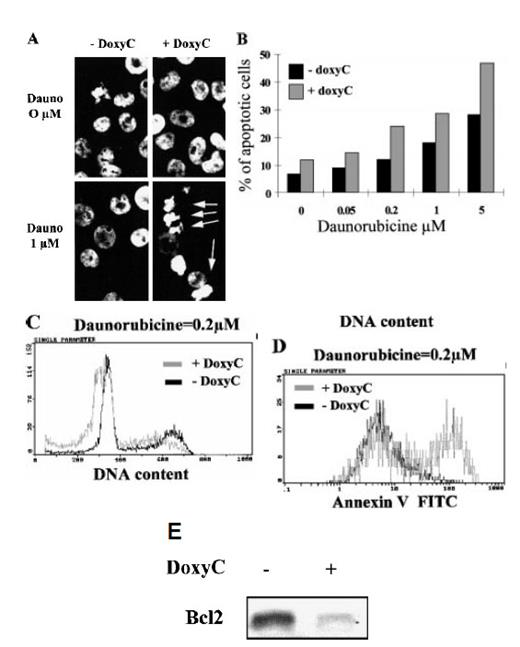 Figure 7. Induction of apoptosis and expression of Bcl-2 in MS4A-IκBα32/36A-transfected cells. (A) Analysis of nuclear condensation after Hoechst 33258 staining. Cells were (+ DoxyC) or were not (− DoxyC) pretreated with doxycycline at 2 μg/mL for 24 hours. Daunorubicine (Dauno) was added for 18 hours at the concentrations indicated. (B) Dose response to apoptosis induction by daunorubicine in cells pretreated (+ DoxyC) or not (− DoxyC) with doxycycline at 2 μg/mL for 24 hours. Percentages of apoptotic cells were assessed by counting cells with apoptotic nuclei under fluorescence microscope after Hoechst 33258 staining. (C) Flow cytometry analysis of DNA content after propidium iodide staining of the DNA of cells pretreated (+ DoxyC) or not (− DoxyC) with doxycycline at 2 μg/mL for 24 hours and then treated with daunorubicine at 0.2 μmol/L for 18 hours. (D) Annexin V staining of cells pretreated (+ DoxyC) or not (− DoxyC) with doxycycline at 2 μg/mL for 24 hours and then treated with daunorubicine at 0.2 μmol/L for 18 hours. (E) Bcl-2 expression of cells treated (+) or not (−) with doxycycline at 2 μg/mL for 48 hours was assessed by Western blot.