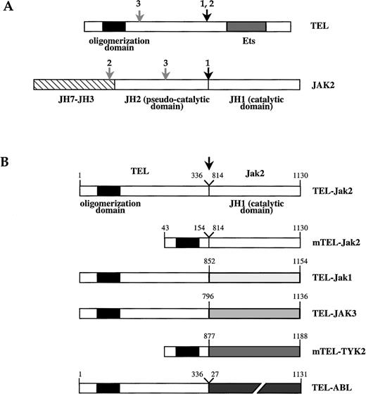 Fig. 1. Schematic structure of TEL-JAK fusion proteins. / (A) Schematic of TEL and JAK2 proteins. The TEL oligomerization domain is represented by a hatched box. Arrows indicate the location of the fusion points characterized in human leukemias, as reported in work by Lacronique et al7 and Peeters et al.8 1,: T ALL; 2, atypical CML; 3, pre-B ALL; JH, JAK homology region. (B) TEL-JAK fusion proteins constructed by linking the 336 amino-terminal amino acids of human TEL to the tyrosine kinase domain of murine Jak2 (TEL-Jak2), murine Jak1 (TEL-Jak1), and human JAK3 (TEL-JAK3). Amino acids 53 to 154 of TEL are fused to the corresponding JH1 domains in mTEL-Jak2 and mTEL-TYK2 (human TYK2) constructs. The fusion points in the different chimera are indicated by an arrow. The human TEL-ABL fusion has been previously reported.9 Amino acids numbering on the JH1 part of TEL-JAK fusions refers to the sequences of the wild type JAKs.