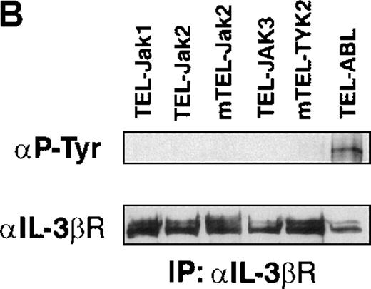 Fig. 2. Phosphotyrosine immunoblot analysis of the IL-3 receptor β subunit and of cellular proteins in TEL-JAK- and TEL-ABL-expressing cells. / (A) The expression of stably transfected TEL-JAK and TEL-ABL fusions in the indicated IL-3-independent Ba/F3 cell lines was evaluated by immunoprecipitation (IP) followed by Western blotting (WB) using a polyclonal rabbit immune serum raised against the amino-terminal part (α N-TEL) of the human TEL protein. Immunoprecipitated complexes are indicated by black arrows; ns, nonspecific. Predicted molecular weights of the chimera are as follows: TEL-Jak1, 75.5 kd; TEL-Jak2, 77.7 kd; TEL-JAK3, 79.3 kd; TEL-ABL, 158.8 kd; murine TEL-Jak2, 50.5 kd; murine TEL-TYK2, 49.4 kd. (B) The IL-3βR subunit was immunoprecipitated from total cell lysates of the indicated IL-3-independent Ba/F3 cell lines and analyzed by immunoblotting with an antiphosphotyrosine antibody (α pTyr). The blot was stripped and reprobed with an anti-IL-3βR antibody. (C) Total cell lysates of the indicated IL-3-independent Ba/F3 cells were subjected to Western blotting using an antiphosphotyrosine antibody. As a control, total cell lysates of parental Ba/F3 cells, starved then stimulated with mIL-3, were loaded. Differences in patterns of cellular protein phosphorylations were reproducibly observed between TEL-JAK- and TEL-ABL-expressing Ba/F3 cells. Note that the weaker pattern of phosphorylation seen in the mTEL-Jak2 line is due to underloading of total cell lysates.