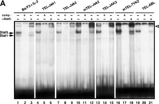 Fig. 3. Constitutive activation of Stat factors in TEL-JAK-transformed Ba/F3 cells. / Analyses of Stat DNA-binding activities in IL-3-independent Ba/F3 cells expressing the indicated constructs. As a control for Stat1, Stat3, and Stat5 DNA-binding activities, nontransfected Ba/F3 cells were starved for 5 hours, then stimulated with 10 ng/mL of mIL-3 for 10 minutes. Nuclear extracts were submitted to EMSA using the bovine β-casein (A) and m67SIE (B) probes. The specificity of the shifted complexes was assessed by the addition of a 100-fold molar excess of cold competitors. Complexes supershifted by specific anti-Stat factors antibodies are indicated by open arrows. Note that constitutive Stat1 and Stat3 activations detected in TEL-JAK3-expressing Ba/F3 cells were observed after prolonged exposure.