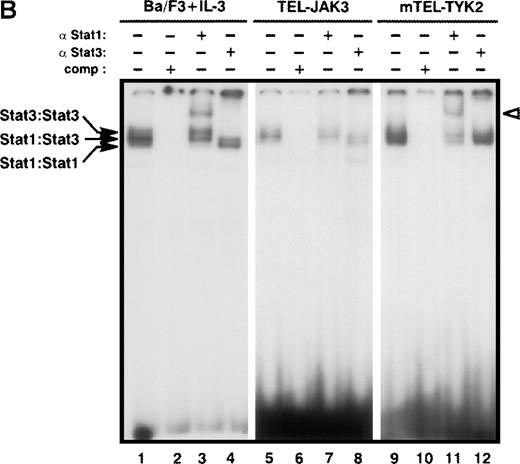Fig. 3. Constitutive activation of Stat factors in TEL-JAK-transformed Ba/F3 cells. / Analyses of Stat DNA-binding activities in IL-3-independent Ba/F3 cells expressing the indicated constructs. As a control for Stat1, Stat3, and Stat5 DNA-binding activities, nontransfected Ba/F3 cells were starved for 5 hours, then stimulated with 10 ng/mL of mIL-3 for 10 minutes. Nuclear extracts were submitted to EMSA using the bovine β-casein (A) and m67SIE (B) probes. The specificity of the shifted complexes was assessed by the addition of a 100-fold molar excess of cold competitors. Complexes supershifted by specific anti-Stat factors antibodies are indicated by open arrows. Note that constitutive Stat1 and Stat3 activations detected in TEL-JAK3-expressing Ba/F3 cells were observed after prolonged exposure.