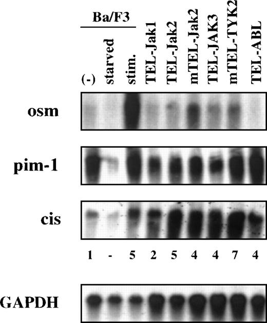 Fig. 4. Induction of several Stat5-target genes in TEL-JAK- and TEL-ABL- transformed Ba/F3 cells. / Northern blot analyses of total RNA extracted from the indicated cell lines for osm, pim-1, and Cis expression are shown. RNA from Ba/F3 cells cultured in the presence of WEHI conditioned medium (−), starved (starved), and stimulated by mIL-3 (stim) were loaded as controls. The indicated values of Cis induction are expressed relative to the values obtained by proliferating Ba/F3 cells. A GAPDH probe was used as internal standard.