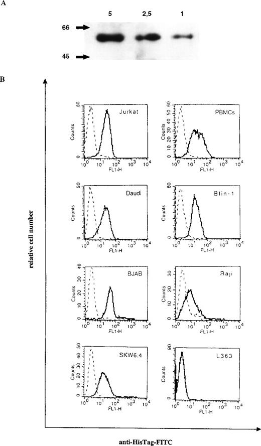 Fig. 1. Purification and binding specificities of bscCD19 × CD3. / (A) Western blot analysis of the purified bscCD19 × CD3 construct detected by anti-HisTag antibodies. The molecular mass (kd) is indicated on the left; the μg protein applied on the top. (B) FACS analysis with the bscCD19 × CD3 on different CD19-positive B-cell lines (Daudi, Blin-1, BJAB, Raji, and SKW6.4), on CD3-positive Jurkat cells and primary human PBLs, and on the CD3- and CD19-negative plasmacytoma cell line L363. Broken lines are negative controls with the secondary antibody anti–HisTag-FITC alone.