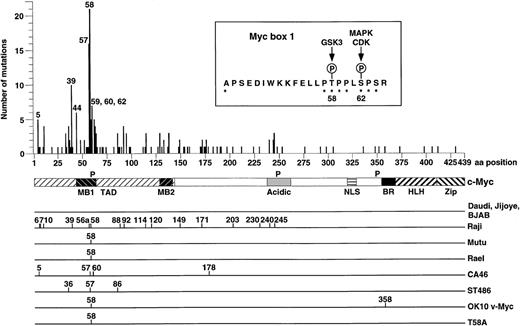 Fig. 1. c-myc missense mutations in lymphomas. / Upper panel, summary of reported missense mutations in the c-myc coding region in Burkitt's lymphomas, AIDS-related lymphomas, B-cell acute lymphoblastic leukemias and the 3 avian v-myc-containing acute transforming retroviruses MC29, OK10, and MH2, representing 32 primary tumors and 28 cell lines.4-13 Amino acid positions of the most frequently mutated residues are indicated. Below is shown the c-Myc structure with indicated conserved regions. MB1; Myc box 1, MB2; Myc box 2, TAD; transactivation domain, Acidic; central acidic region, NLS; nuclear localization signal, BR; basic region, HLH; helix-loop-helix motif, Zip, leucine zipper motif, P; clusters of in vivo phosphorylation sites.1 The box at upper right shows the amino acid sequence of the conserved Myc box 1, including the Thr58 and Ser62 phosphorylation sites. GSK3; glycogen synthase kinase 3, MAPK; mitogen activated protein kinase, CDK; cyclin-dependent kinase. Asterisk (*) denotes the positions of frequent missense mutations. Lower panel, amino acid positions of c- or v-myc missense mutations in cell lines or constructs used in the study.