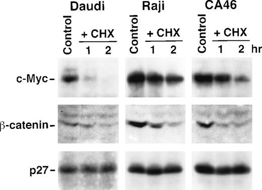 Fig. 2. Stabilization of endogenous mutated c-Myc proteins in Burkitt's lymphoma cells. / Immunoblot analysis of c-Myc (upper panel), β-catenin (middle panel) and p27Kip1 (lower panel) after cycloheximide (CHX) treatment of Daudi, Raji, and CA46 Burkitt's lymphoma cells for the indicated time points was performed using specific antibodies as described in “Materials and Methods.”