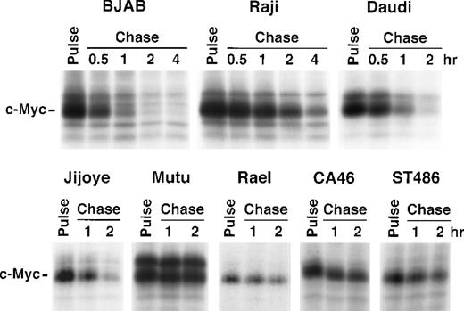 Fig. 3. Pulse chase analysis of c-Myc turnover in Burkitt's and BJAB lymphoma cells. / Cells were pulse labeled with 35S-methionine followed by a chase in medium containing cold methionine for indicated time points. Cell lysates were immunoprecipitated with pan-Myc antiserum and analyzed by SDS-PAGE as described in “Materials and Methods.”