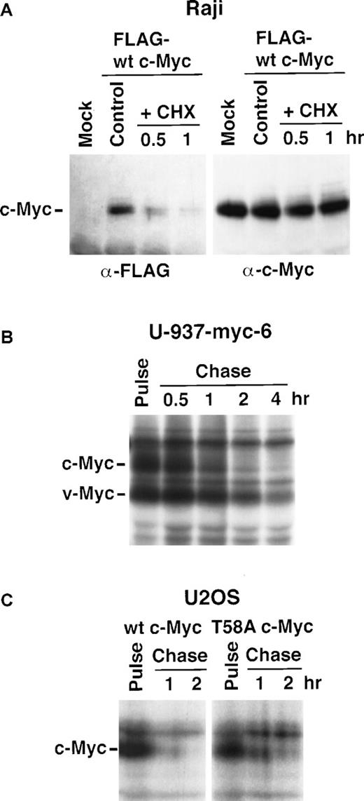 Fig. 4. Turnover of ectopically expressed Myc proteins in Burkitt's and non-Burkitt's cells. / (A), Stability of FLAG-epitope tagged wild type (wt) c-Myc in Raji Burkitt's lymphoma cells. 5 μg of pcDNA3-FLAG-Myc-wt (FLAG-wt c-Myc) or pcDNA3 (Mock) were electroporated into 2 × 107Raji cells together with 15 μg of carrier DNA. 16 hours after electroporation aliquots of cells were treated with CHX for the indicated times or left untreated. FLAG-tagged wt c-Myc was immunoprecipitated from the cell extracts with M2 FLAG antibodies, followed by immunoprecipitation of the endogenous mutated c-Myc protein from the same extracts with IG-13 α-Myc serum. The immunoprecipitated material was then subjected to immunoblot analysis using C33 Myc antibodies. Note that the exposure time of the film presented at the left α-FLAG panel is longer for than for the right α-Myc panel. (B, C), pulse chase analysis of v- and c-Myc turnover in U-937 monoblasts stably expressing the OK10 v-Myc protein (B) and of wt c-Myc and the T58A mutant after transient transfections of U2OS osteosarcoma cells (C). The pulse chase was performed at the indicated time points as described in the legend to Figure 3. In (C), semiconfluent U2OS osteosarcoma cells were transfected with 2 μg of CMV-driven c-myc per 10-cm dish. The pulse chase was performed 16 hours after transfection.