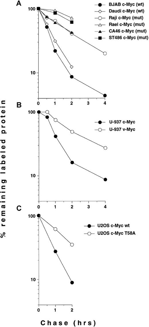 Fig. 5. Quantitation of c- and v-Myc turnover in Burkitt's and non-Burkitt's cells. / (A), Burkitt's lymphoma cells lines, (B) U-937-myc-6 cells, (C) transiently transfected U2OS cells. The results shown in Figures 3 and4B, C were quantitated by image analysis. The cell lines and the status of their respective endogenous c-Myc proteins or constructs used for transfection are indicated in the figure. The quantitation is presented in a logarithmic scale as percentage of remaining labeled protein during the times of chase indicated.
