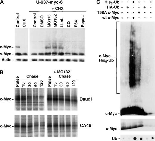 Fig. 6. Retarded proteasome-mediated turnover and inefficient ubiquitination of Myc mutants. / (A) Immunoblot analysis of v- and c-Myc (upper panel) and β-actin (lower panel) in U-937-myc-6 cells after 2 hours treatment with the proteasome inhibitors MG115, MG132, and LLnL, the protease inhibitors chloroquine (CQ), E64, and pepstatin or DMSO vehicle in the presence of cycloheximide (CHX) as indicated. (B) Pulse chase analysis of c-Myc turnover in the presence of the proteasome inhibitor MG115. Daudi (wt c-Myc) and CA46 (mutated c-Myc) Burkitt's lymphoma cells were treated with the proteasome inhibitor for 1.5 hours, pulsed with35S methionine followed by chase in the presence of MG115 for the indicated time points or were pulse labeled in the absence of the inhibitor. Cell lysates were then immunoprecipitated with pan-Myc antibodies and analyzed as in Figure 3. (C) Reduced ubiquitination of the T58A c-Myc mutant. U2OS cells were transfected with wt c-Myc, the T58A c-Myc mutant, His6-Ub or HA-Ub vectors alone or in combination as indicated in the figure. The transfected cells were treated with MG115 during the last 2 hours before harvest. His6-Ub-conjugated proteins were purified as described in “Materials and Methods” and subjected to Western blot analysis using Myc antibodies (upper panel) or dot blot analysis using ubiquitin antibodies (lower panel). The smears of c-Myc-His6-Ub-conjugates are indicated. The middle panel shows c-Myc immunoblot analysis of 1/10 of the input material (note that the exposure time for this blot is shorter than for the upper panel).