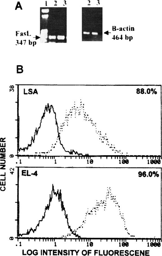 Fig. 1. Detection of FasL on LSA and EL-4 tumor cells grown in vivo. / Mice were injected intraperitoneally with 1 × 106tumor cells, and 7 days later they were killed and tumor cells were collected from the peritoneal cavity. Cells were analyzed for Fas ligand expression using RT-PCR (A) or flow cytometry (B). (A) Lane 1 is a molecular marker, and lanes 2 and 3 represent LSA and EL-4 tumor cells, respectively. β-actin served as an internal control. (B) Bold histogram represents negative control, and broken histogram represents cells stained with antibodies against FasL.