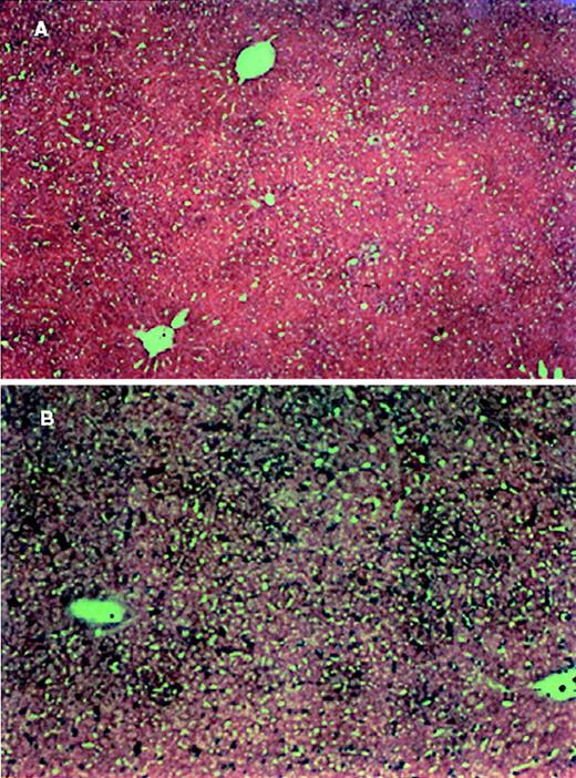 Fig. 9. Analysis of apoptosis in the liver of LSA tumor-bearing C57BL/6 gld/gld mice. / Sections of liver from PBS-injected (A) or LSA tumor-bearing (B) C57BL/6 gld/gld mice analyzed for apoptosis as described in Figure 4.