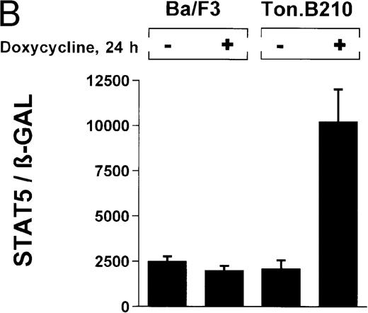 Fig. 3. Induction of STAT5 reporter gene activity with Bcr/Abl. / (A) Ba/F3p210 cells and untransformed Ba/F3 cells in RPMI plus WEHI (10%) were transfected with the β-casein luciferase reporter gene (together with the β-GAL construct). Twelve hours after transfection, cells were split and maintained in either the presence or absence of Bcr/Abl kinase inhibitor STI571 (1 μmol/L). Cells were then harvested, and lysates were assayed for luciferase and β-GAL activities, expressed as a ratio of luciferase activity to β-GAL-activity. Ba/F3p210 cells expressed significantly more STAT5 reporter gene activity than did Ba/F3 cells, and the increased STAT5 activity was due directly to Bcr/Abl, since it could be abrogated by Bcr/Abl kinase inhibitor STI571. (B) Untransformed Ba/F3 cells and TonB.210 cells were transfected with the β-casein luciferase reporter gene (together with the β-GAL construct). Twelve hours after transfection, cells were split, maintained in either the presence or absence of doxycycline (1 μg/mL), and assayed for luciferase and βGAL activities. Induction of Bcr/Abl in Ton B.210.1 cells by doxycycline increased STAT5 reporter gene activity. Doxycycline had no effect on STAT5 reporter gene activity in untransformed Ba/F3 cells.
