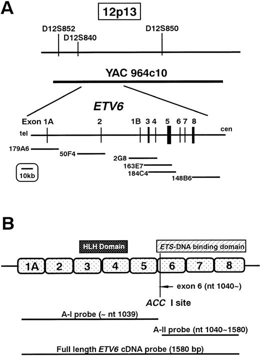 Fig. 1. FISH analysis and Southern and Northern hybridizations. / (A) Physical map surrounding ETV6 and the location of the cosmid and YAC probes used in FISH analysis. (B) Schematic representation of ETV6 and the probes used for Southern and Northern hybridizations.