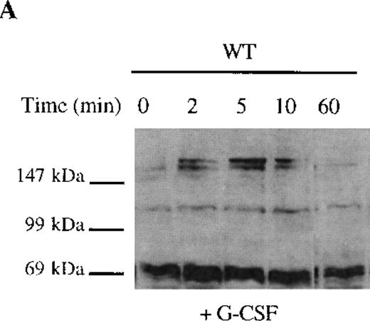 Fig. 4. Sustained activation of ▵716 cells in response to G-CSF. / Ba/F3 cells were transfected with the WT (A, C) or Δ716 G-CSFR (B, D). In (A) and (B), cells were serum- and cytokine-deprived and then stimulated with 100 ng/mL G-CSF for the indicated times. In (C) and (D), cells continuously growing in G-CSF–containing media were subsequently transferred to media devoid of all cytokines and analyzed at the indicated times. Whole-cell lysates were immunoblotted with the 4G10 anti-phosphotyrosine antibody. Arrows indicate proteins with prolonged tyrosine phosphorylation in Δ716 cells.