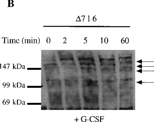Fig. 4. Sustained activation of ▵716 cells in response to G-CSF. / Ba/F3 cells were transfected with the WT (A, C) or Δ716 G-CSFR (B, D). In (A) and (B), cells were serum- and cytokine-deprived and then stimulated with 100 ng/mL G-CSF for the indicated times. In (C) and (D), cells continuously growing in G-CSF–containing media were subsequently transferred to media devoid of all cytokines and analyzed at the indicated times. Whole-cell lysates were immunoblotted with the 4G10 anti-phosphotyrosine antibody. Arrows indicate proteins with prolonged tyrosine phosphorylation in Δ716 cells.