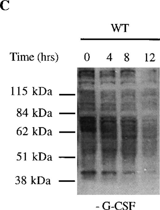 Fig. 4. Sustained activation of ▵716 cells in response to G-CSF. / Ba/F3 cells were transfected with the WT (A, C) or Δ716 G-CSFR (B, D). In (A) and (B), cells were serum- and cytokine-deprived and then stimulated with 100 ng/mL G-CSF for the indicated times. In (C) and (D), cells continuously growing in G-CSF–containing media were subsequently transferred to media devoid of all cytokines and analyzed at the indicated times. Whole-cell lysates were immunoblotted with the 4G10 anti-phosphotyrosine antibody. Arrows indicate proteins with prolonged tyrosine phosphorylation in Δ716 cells.