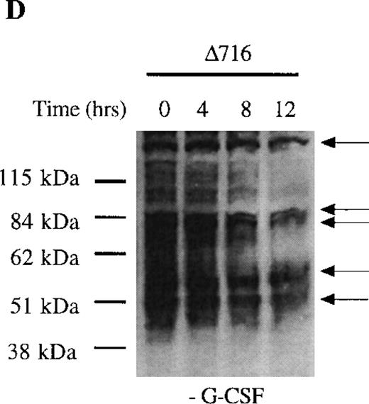 Fig. 4. Sustained activation of ▵716 cells in response to G-CSF. / Ba/F3 cells were transfected with the WT (A, C) or Δ716 G-CSFR (B, D). In (A) and (B), cells were serum- and cytokine-deprived and then stimulated with 100 ng/mL G-CSF for the indicated times. In (C) and (D), cells continuously growing in G-CSF–containing media were subsequently transferred to media devoid of all cytokines and analyzed at the indicated times. Whole-cell lysates were immunoblotted with the 4G10 anti-phosphotyrosine antibody. Arrows indicate proteins with prolonged tyrosine phosphorylation in Δ716 cells.