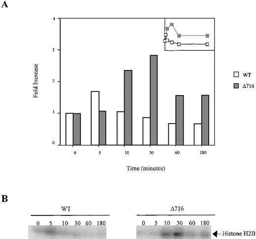Fig. 6. Sustained activation of Akt in ▵716 cells in response to G-CSF. / Ba/F3 cells transfected with the WT or Δ716 G-CSFR were serum- and cytokine-deprived for 4 hours. The cells were stimulated with 100 ng/mL G-CSF for the indicated times, then lysed and immunoprecipitated with anti-Akt1. The immune complexes were washed and incubated in kinase buffer containing 500 μmol/L ATP, 75 mmol/L MgCl2, 1 μCi of 32PγATP, and 10 μg histone H2B for 20 minutes at 30°C. The reactions were subjected to SDS-PAGE. Phosphorylation of histone H2B was quantified with a PhosphorImager using ImageQuant software. (A) Akt activity was measured as the fold-increase in histone H2B phosphorylation over unstimulated samples. Inset is a linear representation of the data. (B) Detection of histone H2B phosphorylation from samples in (A).