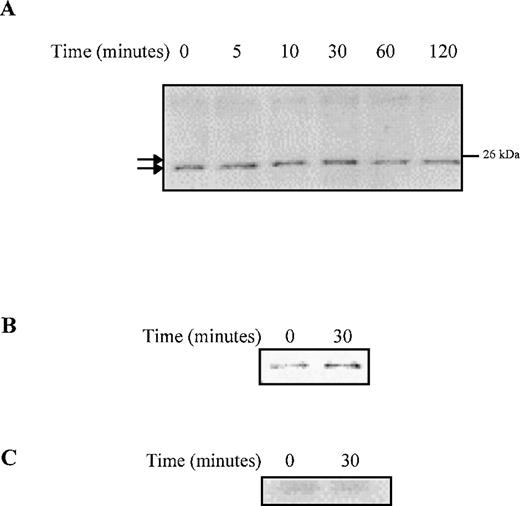 Fig. 8. G-CSF stimulation induces phosphorylation and cytosolic sequestration of Bad in ▵716 cells. / Ba/F3 cells transfected with the Δ716 G-CSFR were serum- and cytokine-deprived for 4 hours, then stimulated with 100 ng/mL G-CSF for the indicated times and lysed. (A) Whole-cell lysates were resolved by SDS-PAGE and transferred to nitrocellulose for blotting with mouse anti-Bad. Phosphorylated Bad is indicated by an upward shift in mobility (upper tick mark) compared with unphosphorylated Bad (lower tick mark). (B) Whole-cell lysates were immunoprecipitated with anti-Bad monoclonal antibody or (C) an irrelevant antibody (anti–G-CSFR) and blotted with a rabbit polyclonal antibody to 14-3-3.