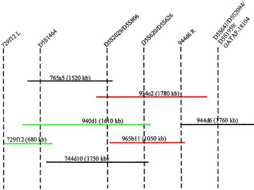 Fig. 3. Minimal tiling path of YACs between markers D5S1464 and GATAP-18104. / STS content of each YAC is indicated by vertical dotted lines. The insert size of the YACs is shown in parentheses. YACs in green hybridize to the der(5) chromosome and YACs in red hybridize to the der(3) chromosome. 944d6R = end rescued fragment from the right arm of YAC 944d6. 729f12L = end rescued fragment from the left arm of YAC 729f12.