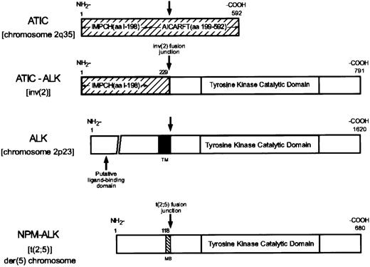 Fig. 2. Diagrammatic representations of ATIC, ATIC-ALK, ALK, and NPM-ALK. / IMPCH, inosine monophosphate cyclohydrolase; AICARFT, 5-aminoimidazole-4-carboxamide ribonucleotide formyltransferase; MB, NPM metal binding domain; TM, ALK transmembrane domain.