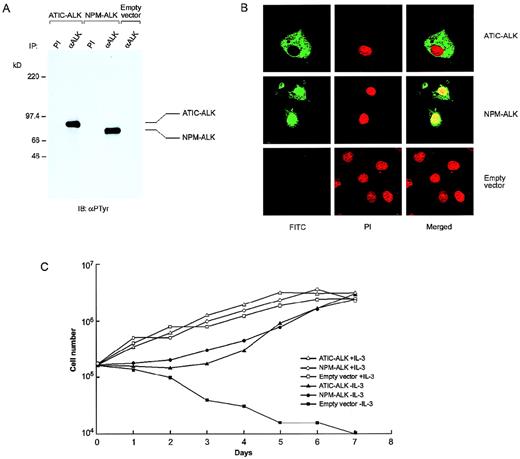Fig. 4. Functional characterization of ATIC-ALK. / (A) An antiphosphotyrosine antibody (αPTyr) immunoblot of transfected COS7 cell lysates immunoprecipitated using either preimmune (PI) serum or anti-ALK #11 (αALK) rabbit polyclonal antiserum demonstrates constitutive tyrosine phosphorylation of the approximately 87-kd ATIC-ALK and 80-kd NPM-ALK chimeric proteins. (B) Immunofluorescent microscopy of COS7 cells transiently transfected with pcDNA3-ATIC-ALK, pcDNA3-NPM-ALK, or empty vector and stained with the ALK1 monoclonal antibody. Subcellular localization of the expressed proteins, as indicated by green fluorescent signal from the FITC (fluorescein isothiocyanate)-labeled secondary antibody, shows ATIC-ALK to be present in the cytoplasm only, whereas NPM-ALK is found in both the cytoplasm and nucleus. Propidium iodide (PI) staining of DNA was performed simultaneously to identify nuclei. (C) ATIC-ALK confers factor-independent growth to BaF3 cells. Stably transfected BaF3 pools expressing ATIC-ALK or NPM-ALK were assessed for growth in the presence or absence of IL-3, together with empty vector-containing cell pools. Viable cell counts were performed in triplicate using trypan blue at 24-hour intervals, with each point being the average of the triplicate determinations.