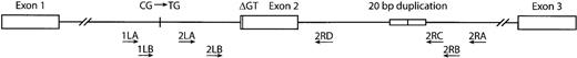 Fig. 1. Localization of oligonucleotide primers. / The arrows indicate the position and direction of the primers used to amplify exon 2 and the flanking intronic regions.