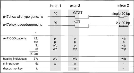 Fig. 3. Distribution of p47-phox wild-type and pseudogene markers. / The distribution of wild-type–specific (w) and pseudogene-specific (p) sequence markers is shown at each sequence location in intron 1, exon 2, and intron 2 in a total of 28 A47° CGD patients, 37 healthy donors, 6 chimpanzees, and 1 rhesus monkey. Intron 2 could not be amplified in the primates with human primers, and the CG sequence was not conserved in the rhesus monkey.