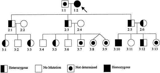 Fig. 1. Pedigree of the Dutch GCS-deficient family. / Patient 1:2 was previously reported as Mrs. M.-K. (patient V:19) with GSH deficiency in the erythrocytes (Prins et al12). Her parents were consanguineous (second cousins). Subjects 2:2 and 2:6 are sisters, also related to patient 1:2 (their father is a second cousin of patient 1:2).