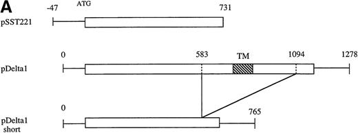 Fig. 1. Complementary DNA for the murine δ1. / (A) Schematic representation of 2 independent cDNAs for murine δ1 and a short form of δ1. The box represents the open reading frame. TM represents the transmembrane region. A clone obtained by SST-REX is also shown in the panel. (B) Nucleotide and deduced amino acid sequences of the cloned δ1 cDNA. Numbers at the right margin indicate positions of nucleotides. Thick underlines indicate a putative signal sequence and a transmembrane region. Thin underlines indicate the box1 and box2 regions. The boxed region is a WSXWS box-like sequence.